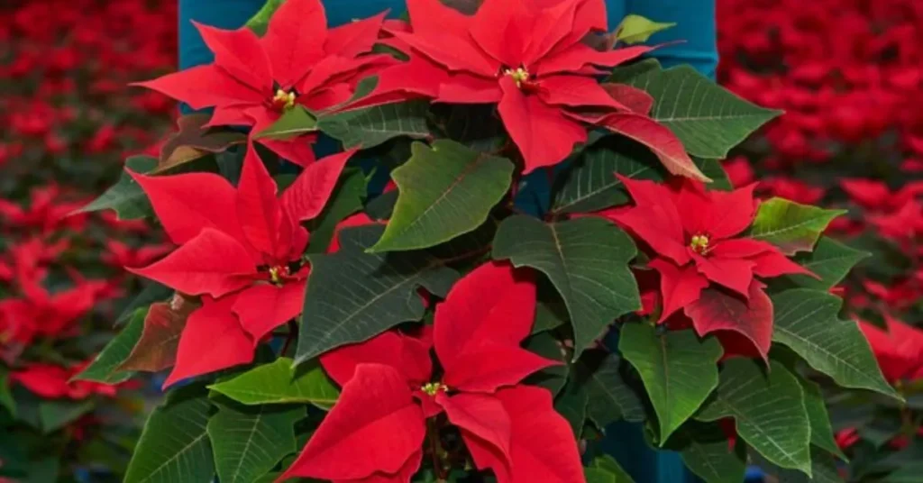 Red Poinsettia