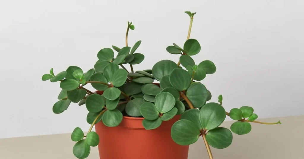 Peperomia Hope