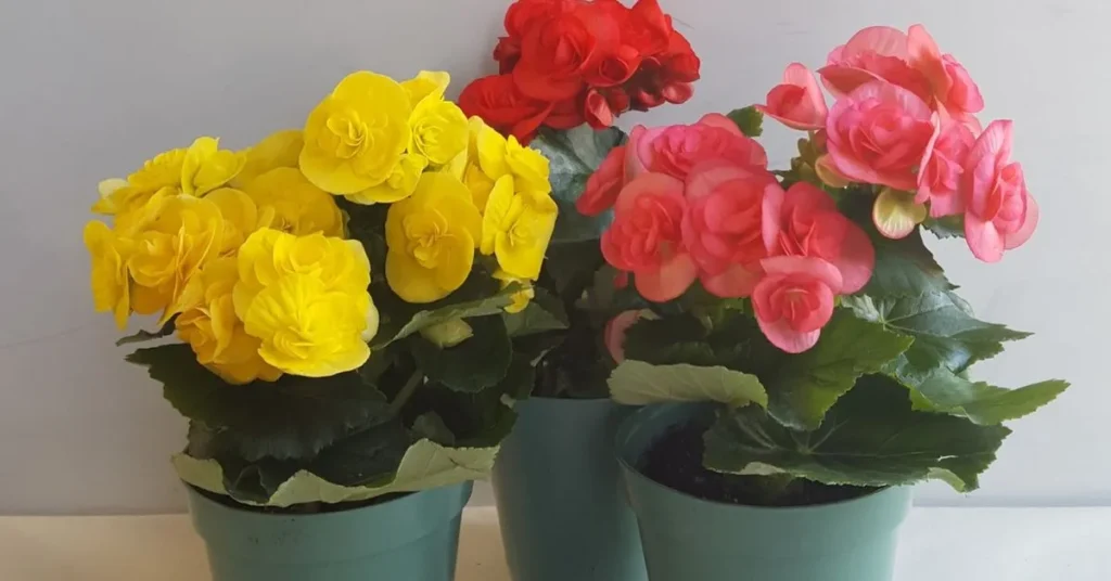 Rieger Begonia