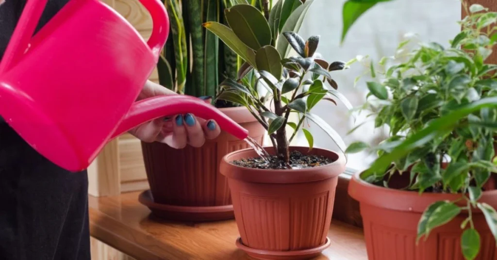 Best Indoor Plants