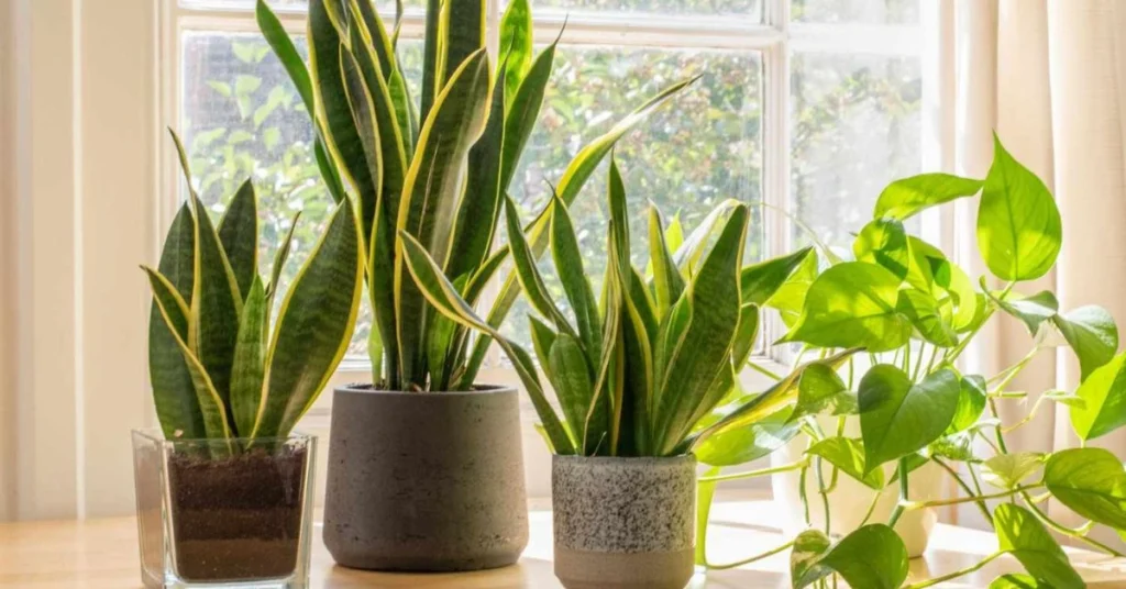 Low Light Indoor Plants