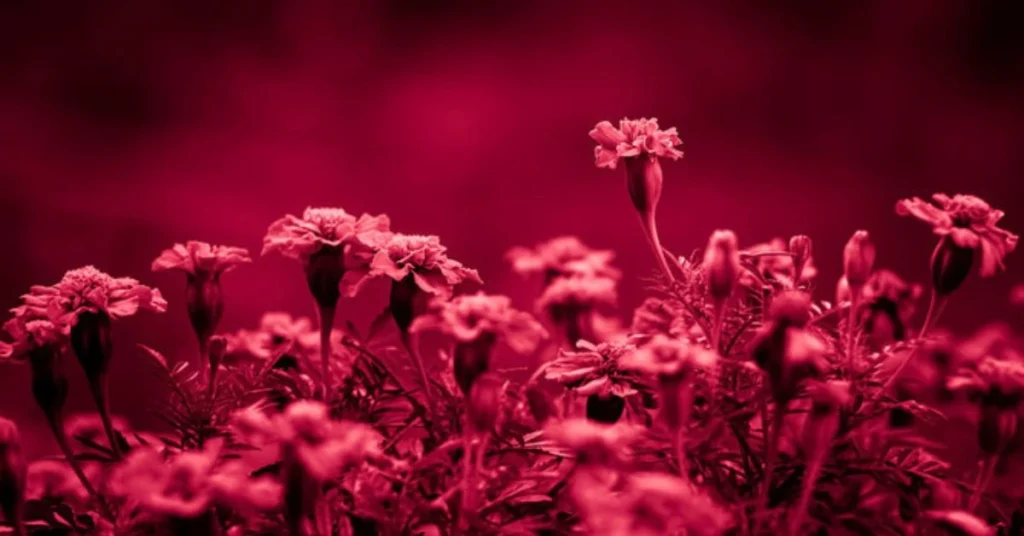 magenta flowers