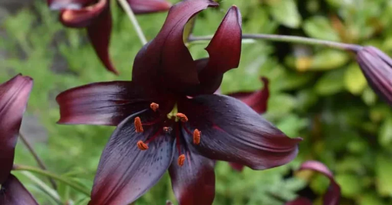 Black Lily A Mystical and Enigmatic Bloom