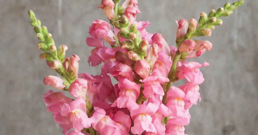 Pink Snapdragons