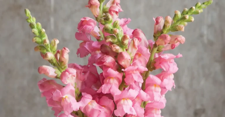 Pink Snapdragons Adding Elegance to Your Garden
