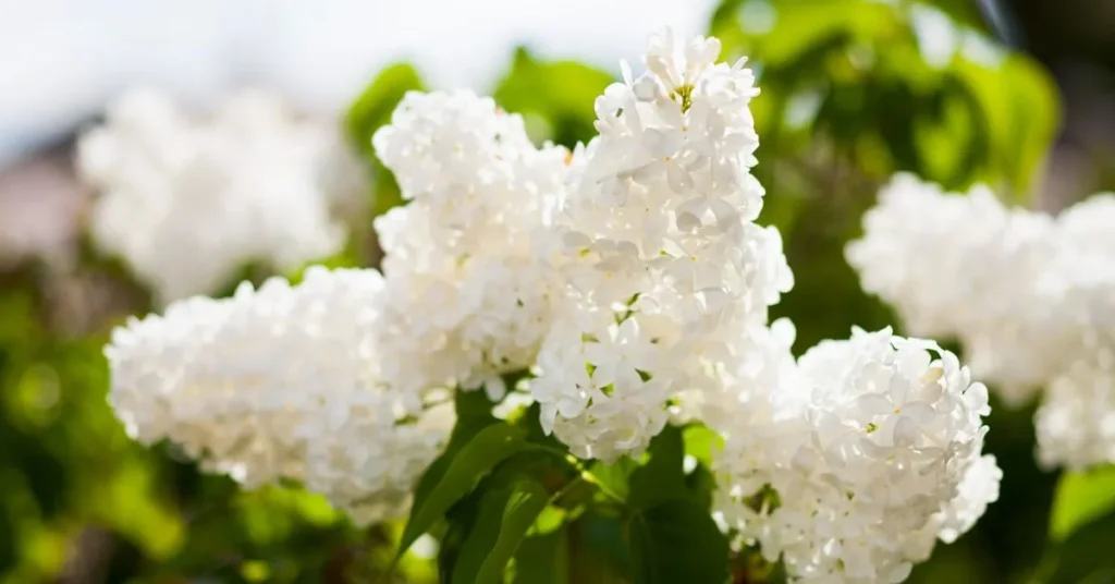 White Lilacs