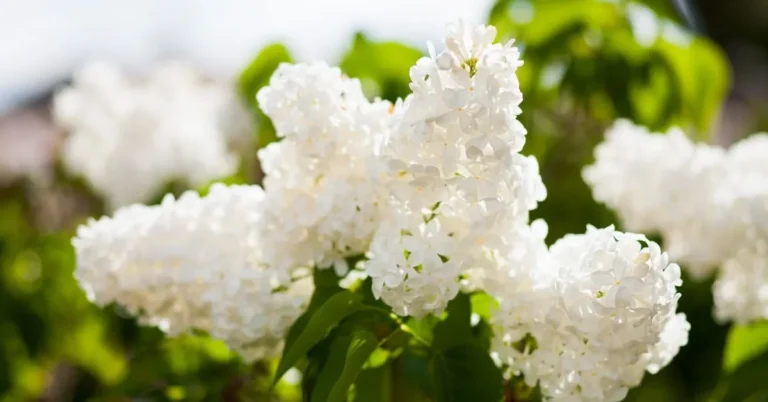 The Allure of White Lilacs Beauty, Symbolism, and Care Tips