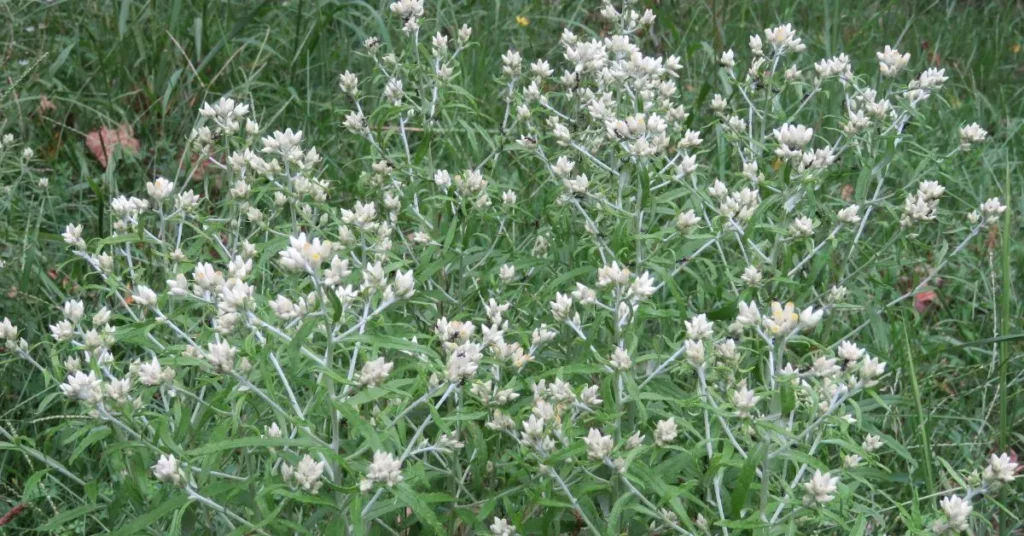 Rabbit Tobacco