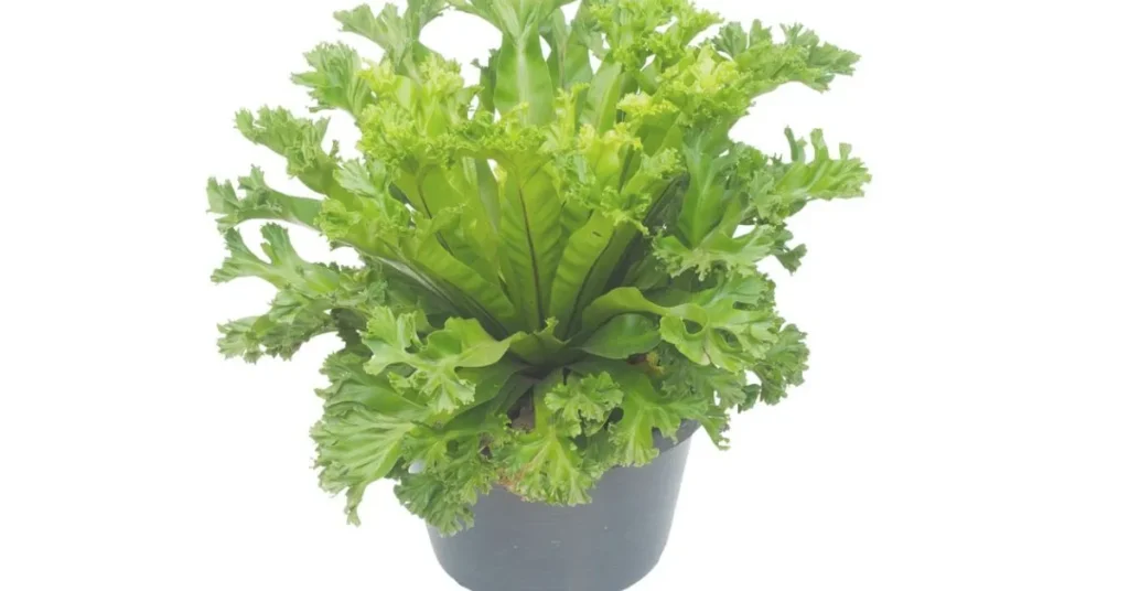 Macho Fern