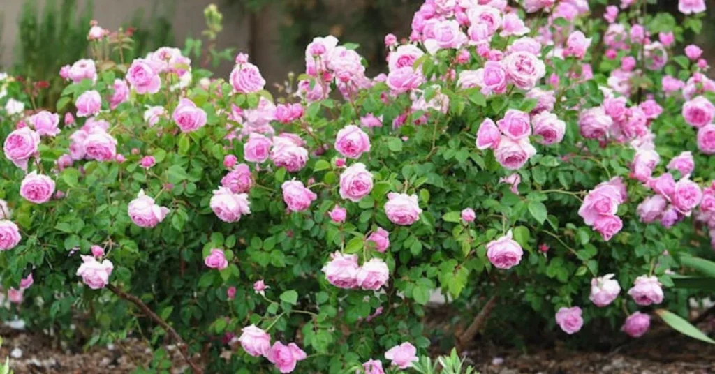Scentuous Rose