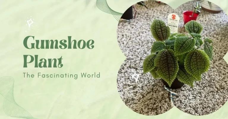 Gumshoe Plant