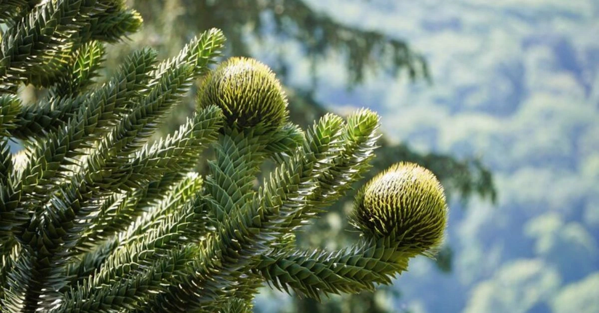 Norfolk Island Pine a Monocot or Dicot